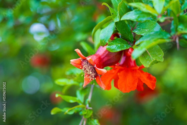 Fototapeta Close-up of blooming pomegranate with red flowers and ovaries on blurred green background