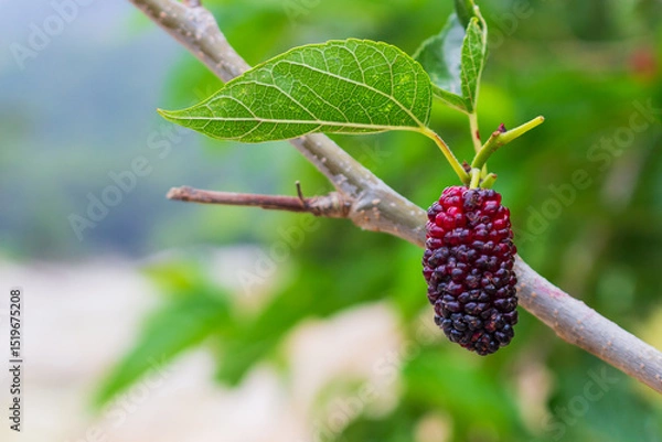 Fototapeta Ripe black mulberry on a tree branch on a blurred background with copy space. Berry on branch of Morus nigra. Selective focus