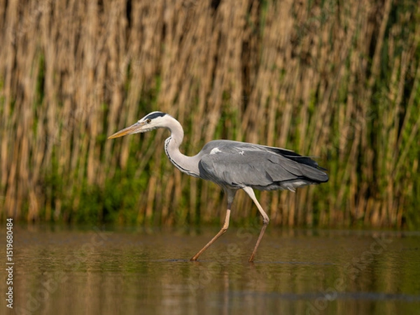 Obraz Grey heron, Ardea cinerea