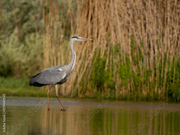 Obraz Grey heron, Ardea cinerea
