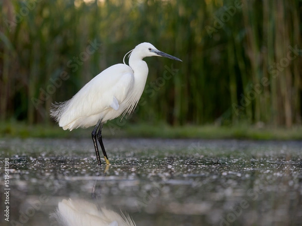 Obraz Little egret, Egretta garzetta