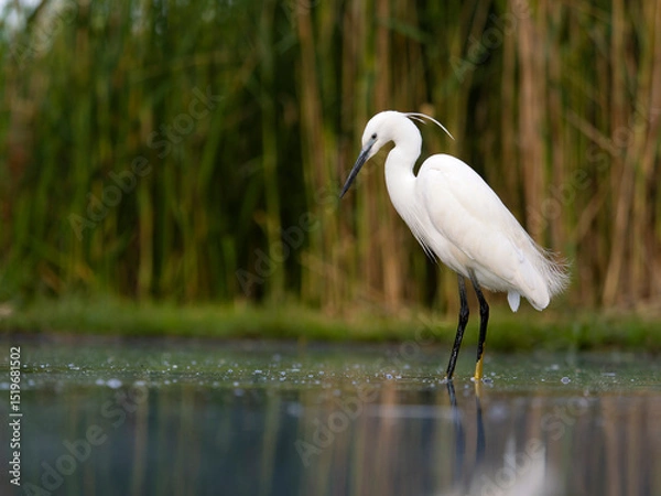 Obraz Little egret, Egretta garzetta,