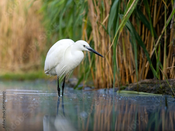 Obraz Little egret, Egretta garzetta,