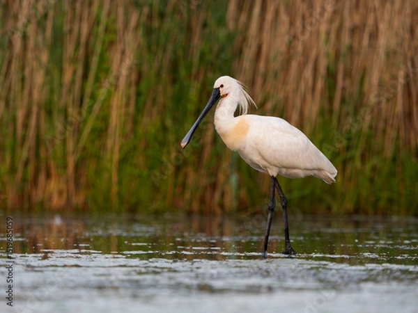 Obraz Spoonbill, Platalea leucorodia