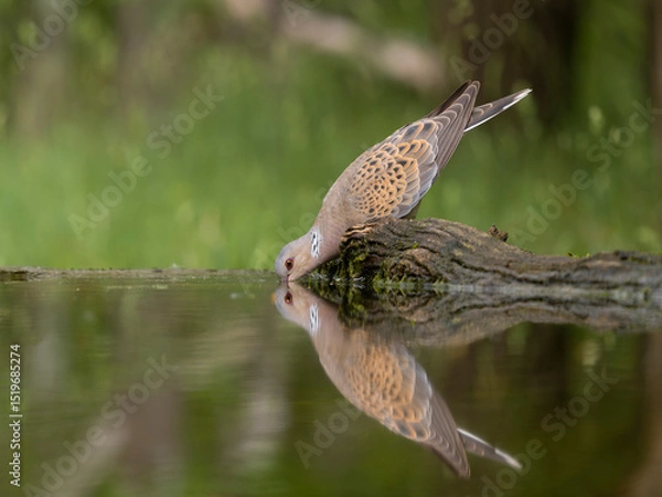 Obraz Turtle dove, Streptopelia turtur