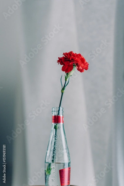 Obraz 一輪のカーネーション