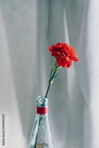 Obraz 一輪のカーネーション