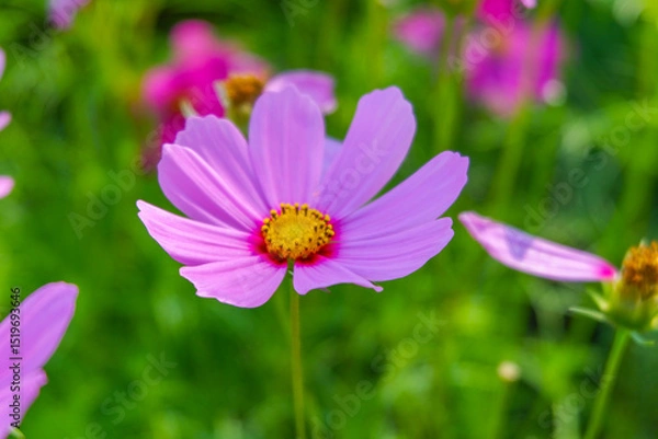 Obraz Beautiful pink cosmos flowers blooming in garden,spring season.