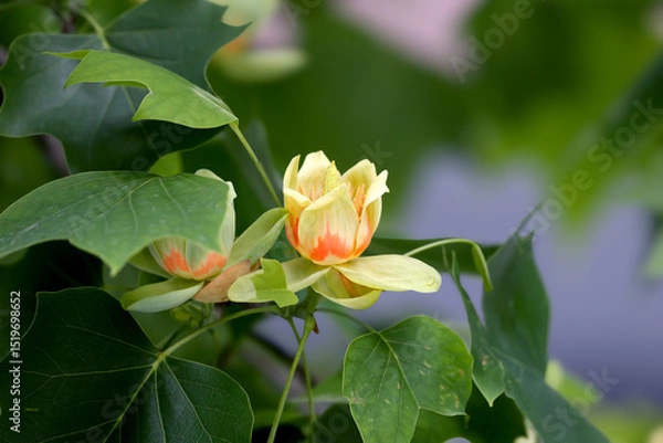 Fototapeta Unusual flowers of Liriodendron tulipifera or the tulip tree taken close-up from different angles and angles