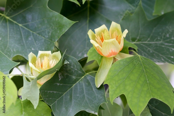 Fototapeta Unusual flowers of Liriodendron tulipifera or the tulip tree taken close-up from different angles and angles