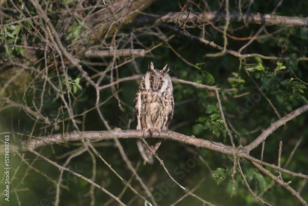 Fototapeta An adult long-eared owl (Asio otus) perched on a curved tree branch in its natural habitat among dense branches