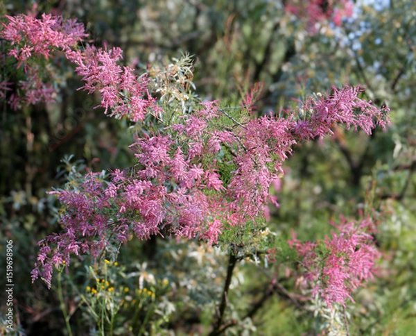 Fototapeta Flowering tamarisk bush (Tamarisk gallica) filmed in dense forest surrounded by trees