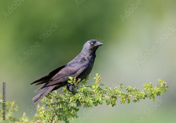 Fototapeta An adult western jackdaw (Coloeus monedula) perched and flying on a thin branch of a rose bush against a blurred background