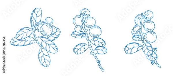 Fototapeta berry set isolate 