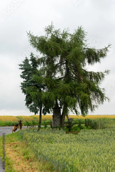 Fototapeta A tree with a small building in front of it