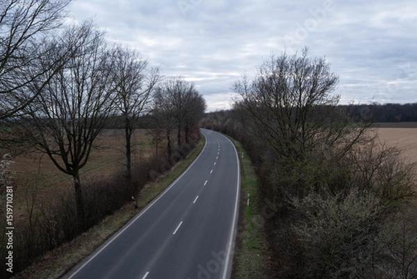 Fototapeta A road with trees on both sides and a few trees in the foreground