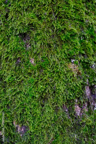 Fototapeta A tree trunk covered in green moss