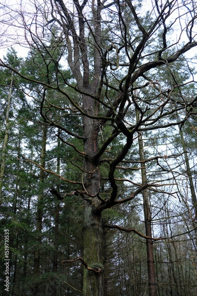 Fototapeta A tree with a lot of branches and leaves is in a forest