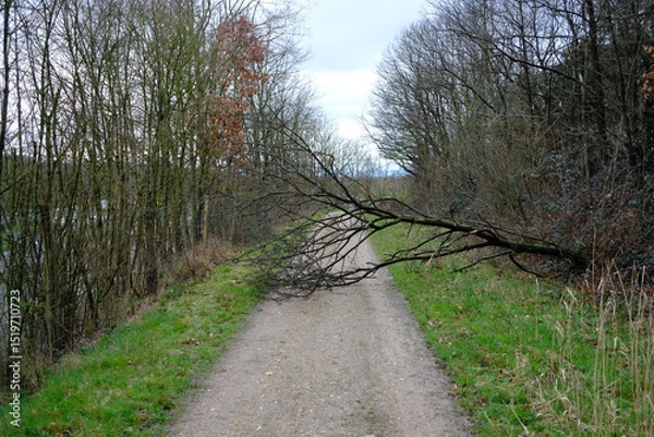 Fototapeta a fallen tree blocks a forest path