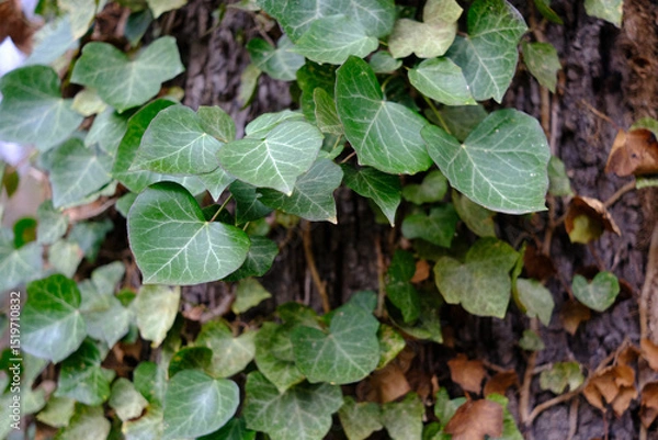 Fototapeta A tree with ivy growing on it