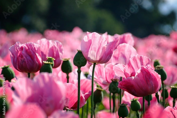 Obraz pinke Mohnblüten 