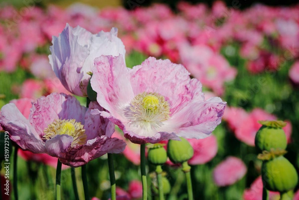 Obraz pinke Mohnblüten 