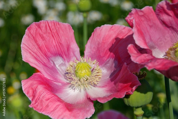 Obraz pinke Mohnblüten 