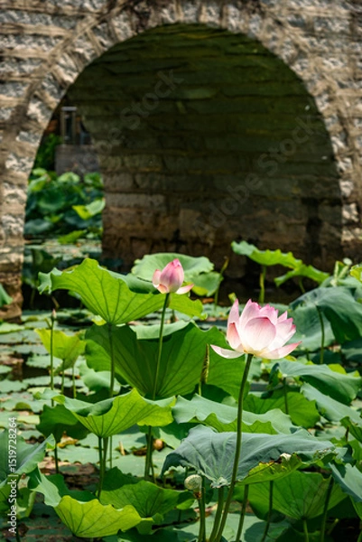 Fototapeta In summer, lotus flowers are in full bloom in the lotus pond of Caotang Park, Dongguan, China.









