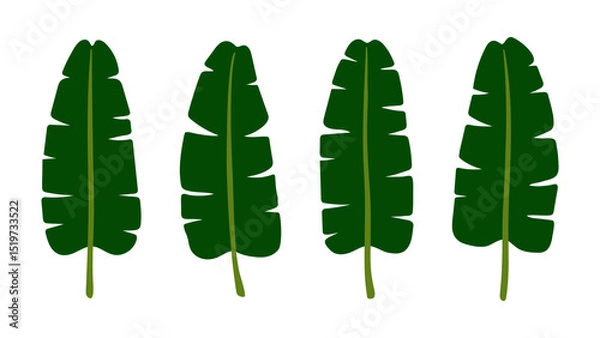 Fototapeta Summer tropical green banana leaf illustration set. Perfect for plant illustrations, nature themed projects, and designs with a tropical feel.
