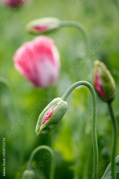 Obraz rosa blühende Mohnblumen