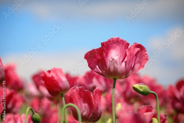 Obraz rosa blühende Mohnblumen