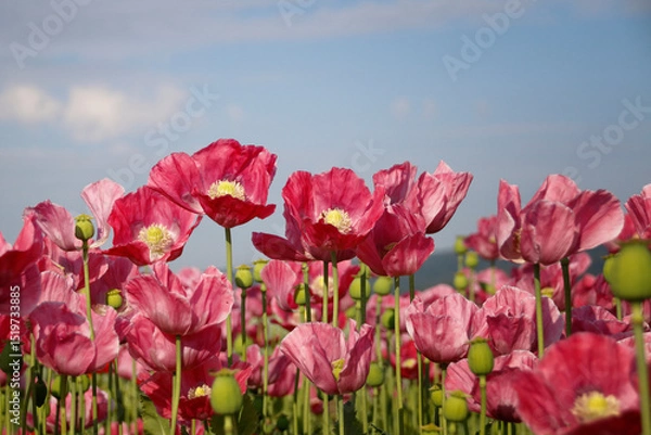 Obraz rosa blühende Mohnblumen