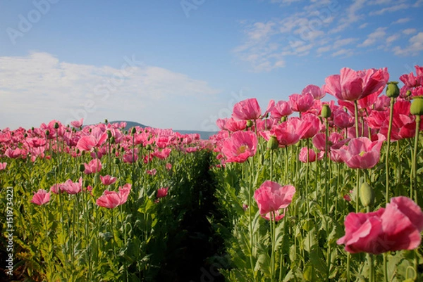 Obraz rosa blühende Mohnblumen
