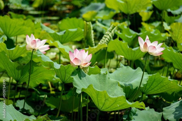 Fototapeta Lotus flowers are in full bloom in the lotus pond in summer.

