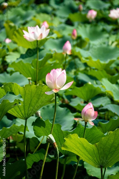 Fototapeta Lotus flowers are in full bloom in the lotus pond in summer.

