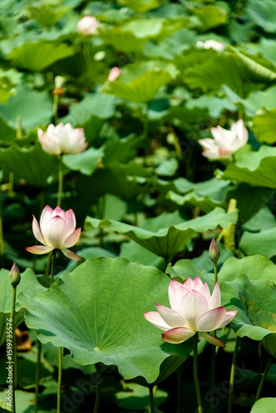 Fototapeta Lotus flowers are in full bloom in the lotus pond in summer.

