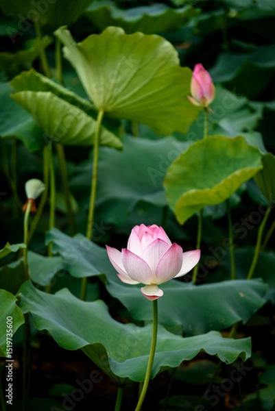 Fototapeta Lotus flowers are in full bloom in the lotus pond in summer.

