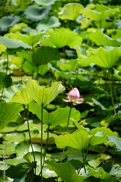 Fototapeta Lotus flowers are in full bloom in the lotus pond in summer.

