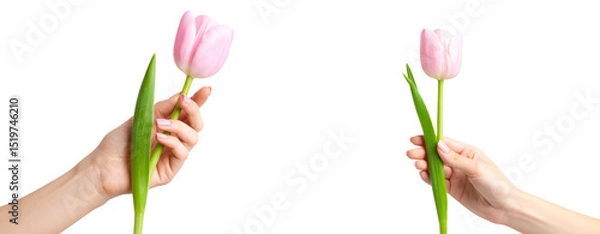 Fototapeta  Feminine Hand with Pink Nails Holding a Tulip Stem Transparent Background PNG