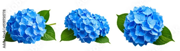 Obraz 青い紫陽花