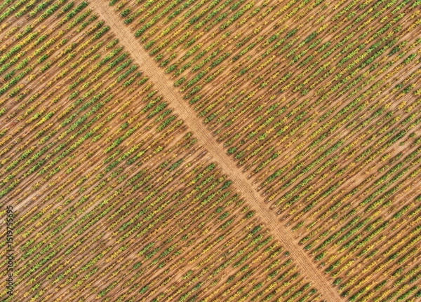 Fototapeta An aerial drone view of the vineyard with a dirt road in autumn.