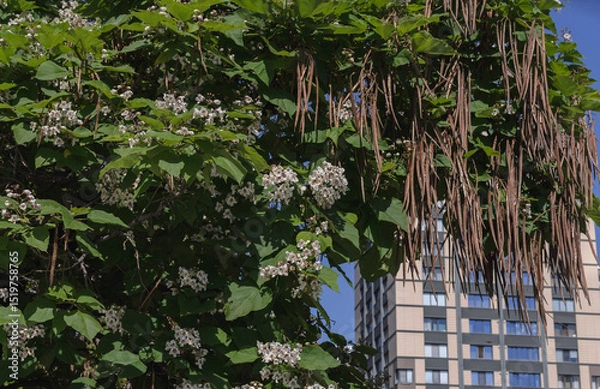 Fototapeta catalpa tree with flowers on branches and seed pods on the background of an apartment building and blue sky