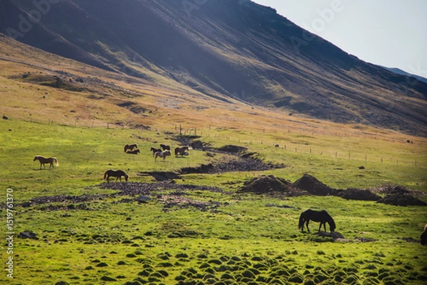 Obraz Black horses grazing on green and yellow slopes in Iceland.