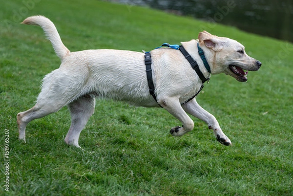 Fototapeta A wet yellow labrador retriever running through the grass