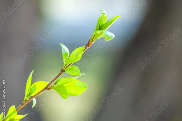Fototapeta Branch with fresh green leaves close-up