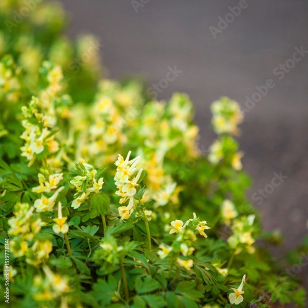 Fototapeta Fragment of a thicket of yellow flowers