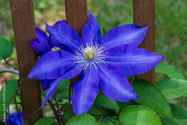 Obraz A clematis flower bloom.