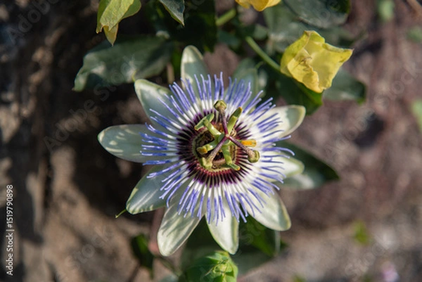Obraz bee on flower