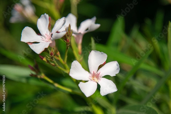 Obraz white magnolia flower