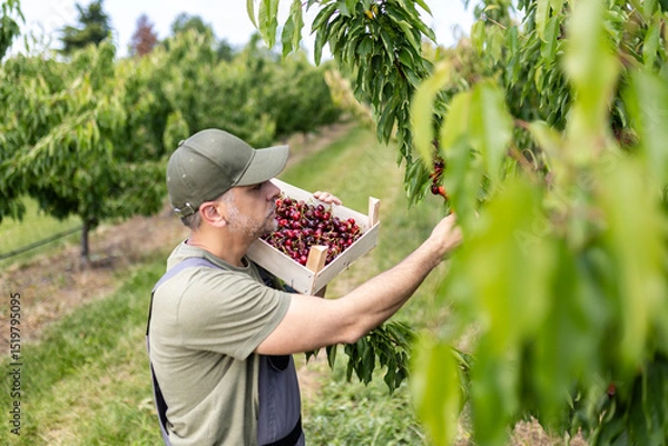 Obraz Harvesting fresh cherries in an orchard on a sunny day surrounded by lush trees
